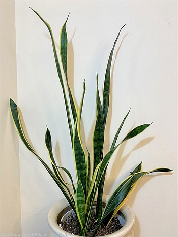 strelitzia nicolai licht Strelitzia nicolai Ø:27 H:140 cm - Pflanzen sicher zu dir nach Hause main image 1